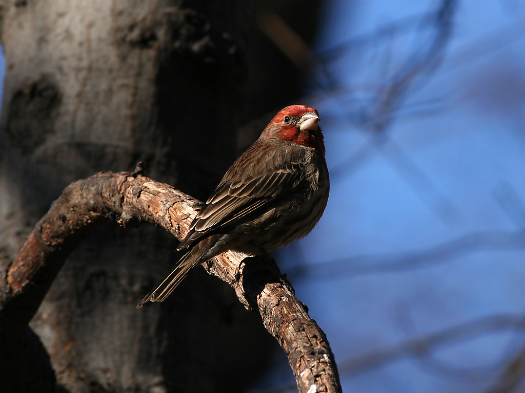 dockery finch dockery finch